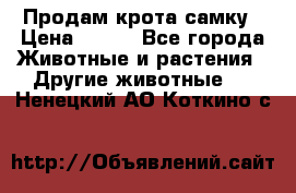 Продам крота самку › Цена ­ 200 - Все города Животные и растения » Другие животные   . Ненецкий АО,Коткино с.